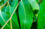 Eucalyptus Leaf Oil